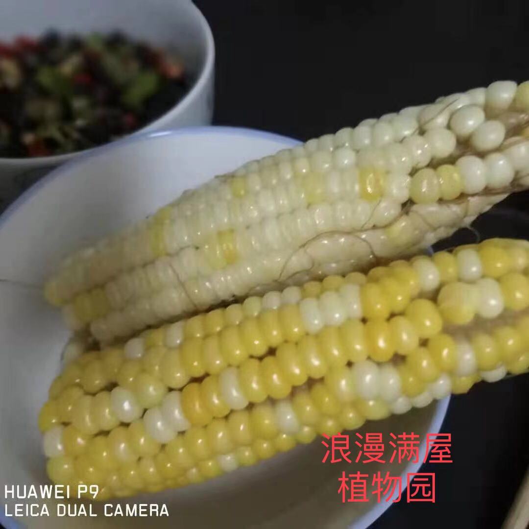 农家传统黄白五谷杂粮可留易种