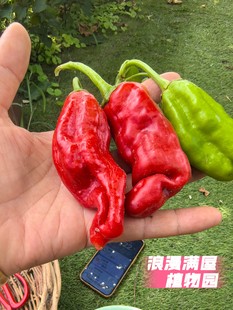 农家传统辣椒种子 百年老品种土辣椒 微辣肉厚甜非转基因可留种