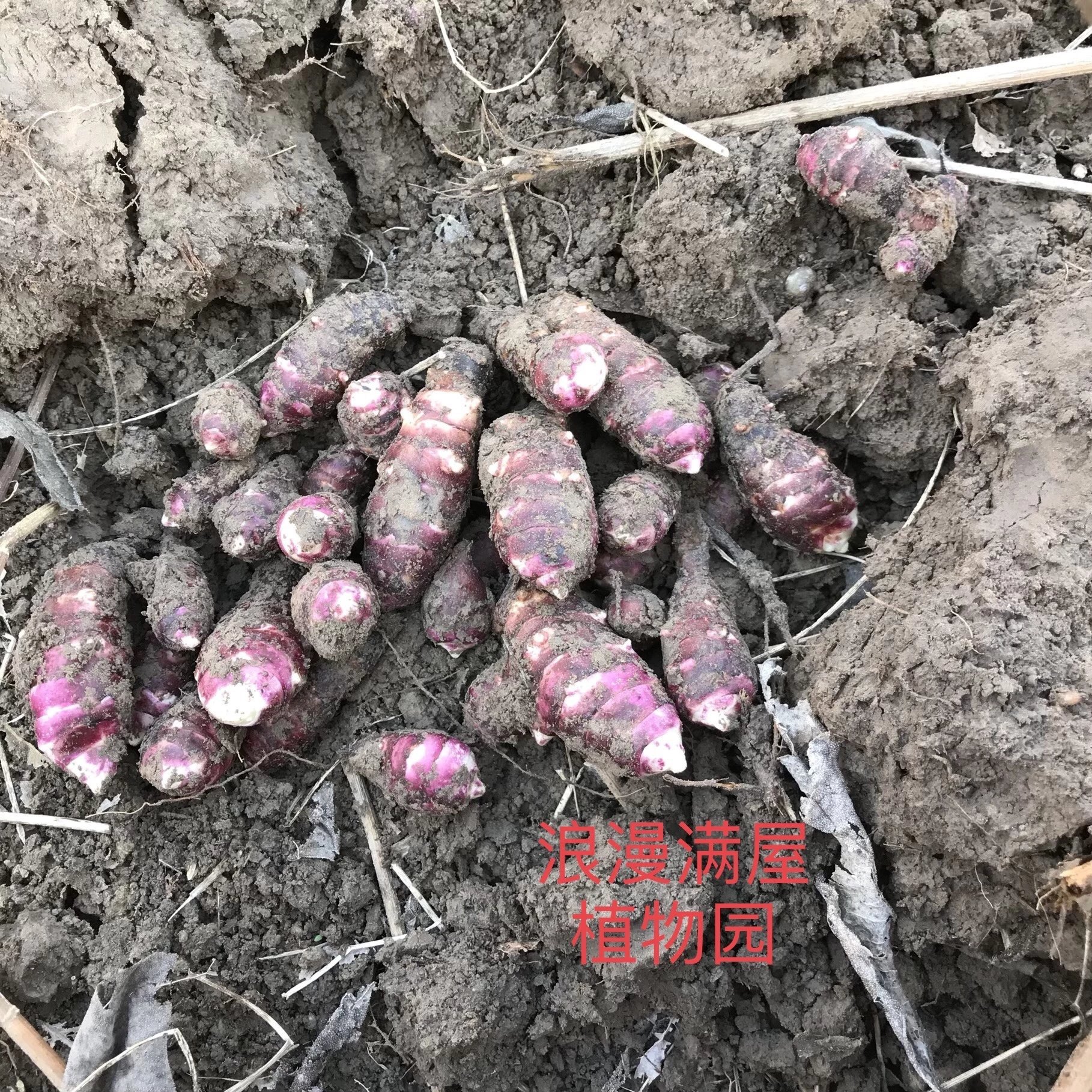 农家传统洋姜红果菊芋种子 根茎 块茎 新鲜红皮洋姜鬼子姜姜不辣