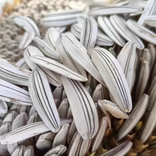 农家传统三道眉种子葵花籽瓜子皮薄仁厚香老品种 非转基因可留种