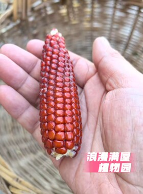 农家传统爆米花玉米种子 紫色小玉米种籽孑 非转基因老品种可留种