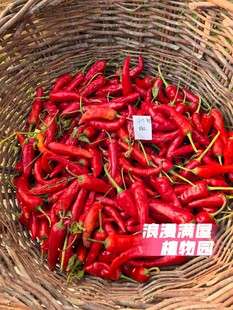 农家传统土辣椒种子百年老种子易结果非转基因非杂交 土籽可留种