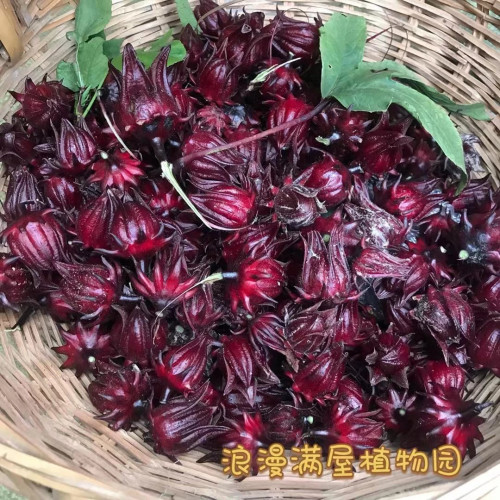 老品种洛神花种籽花苗红桃k种子玫瑰茄苗 非转基因 老种子可留种
