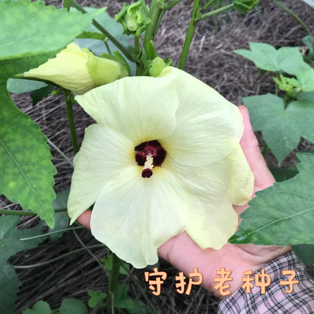 农家传统蔬菜种子金花葵籽阳台庭院田园盆栽春播非转基因可留种