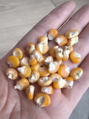 传统老品种黄八趟玉米种子 老八趟 粘八趟老八行 非转基因 可留种