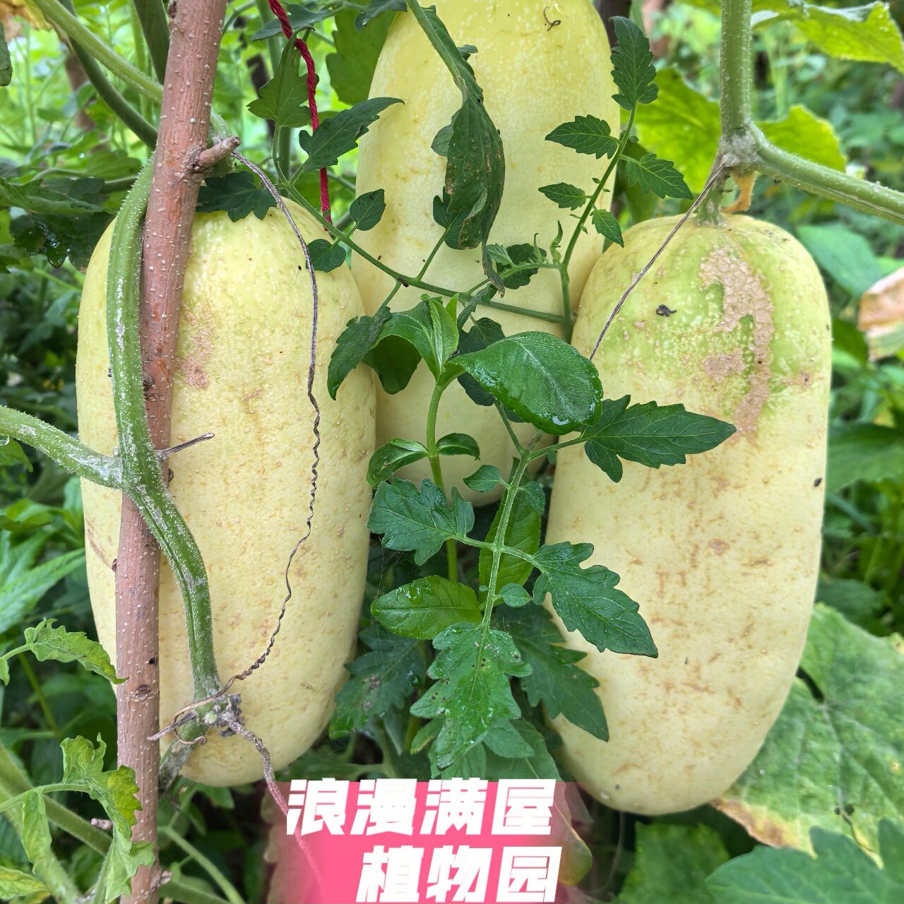 云南老品种短胖黄瓜种子  肯结果 非转基因 可留种图片