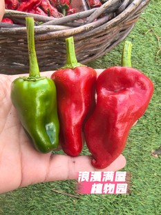 农家传统小辣椒种子 百年老品种土辣椒微辣而香甜 非转基因可留种