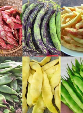 东北老品种油豆角种子合集 架豆芸豆种子 四季豆 非转基因 可留种