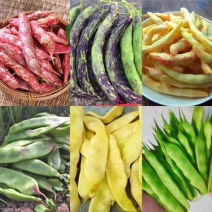 东北老品种油豆角种子合集 架豆芸豆种子 四季豆 非转基因 可留种