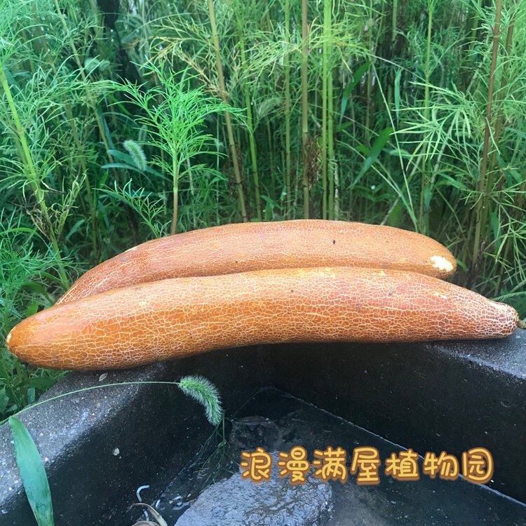 农家传统麻皮小时候非杂交种子图片
