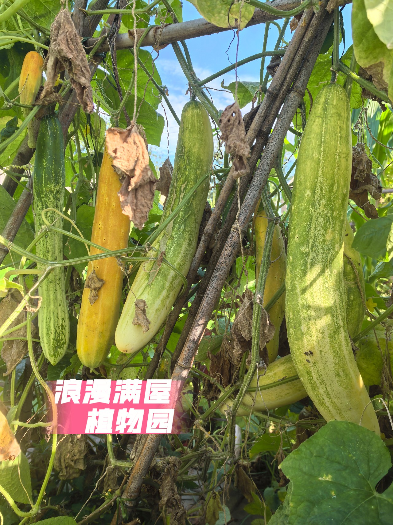 农家老品种长黄瓜种子  稀少品种 肯结果 非转基因 老种子 可留种