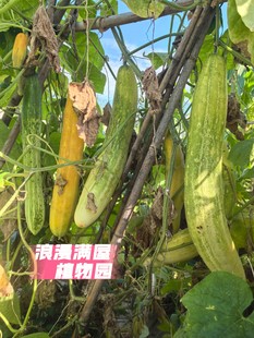 农家老品种长黄瓜种子 稀少品种 肯结果 非转基因 老种子 可留种