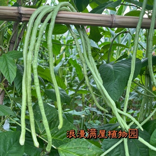 农家传统四季播长豆角种长豇豆自留老品种 非转基因非杂交 可留种