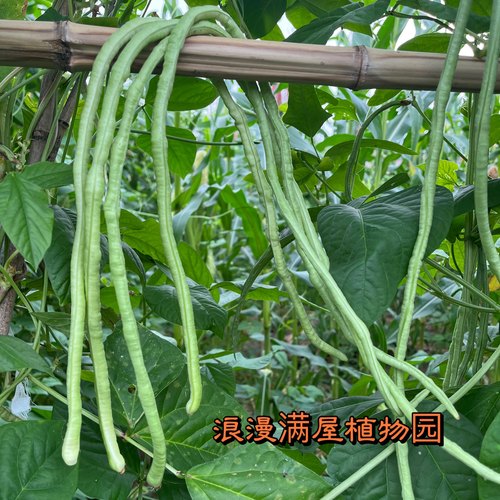 农家传统四季播长豆角种长豇豆自留老品种 非转基因非杂交 可留种
