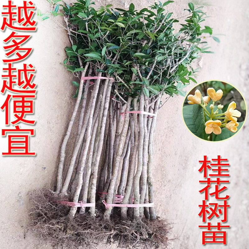 桂花树苗园林庭院开花植物绿化工程苗木金桂丹桂四季常青八月桂 鲜花速递/花卉仿真/绿植园艺 大型绿植/成品组合盆栽 原图主图