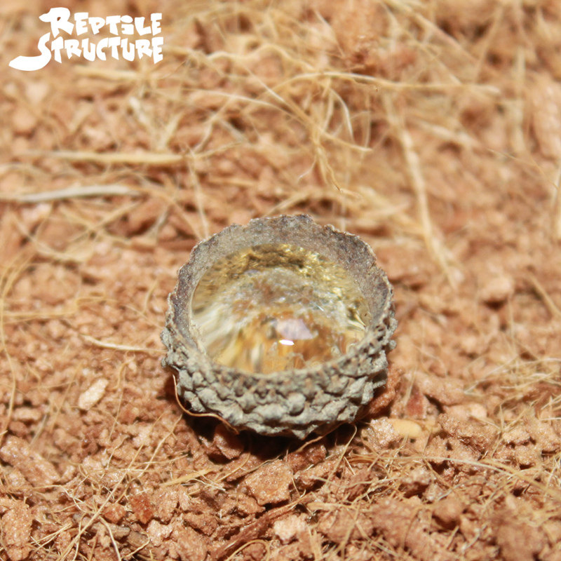 rs天然果壳水盘爬虫造景蜥蜴蜘蛛蝎子蜈蚣甲虫蟋蟀水槽食水盆3个