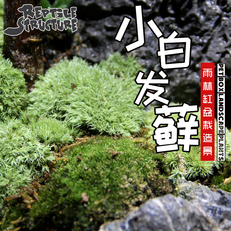 阴干处理，收到后喷水即可