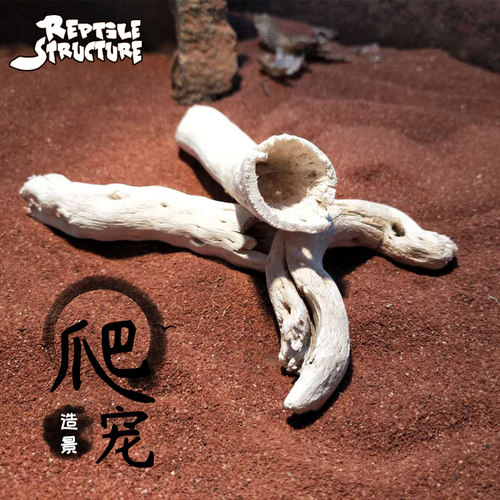 天然树根 部分有空心躲避