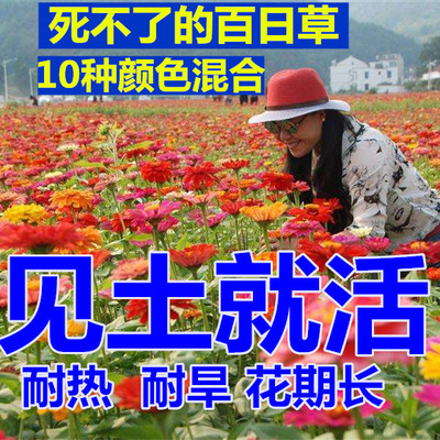 易活花种子百日草盆栽