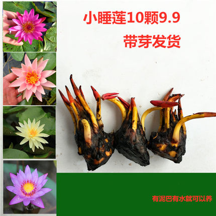迷你小睡莲种根 水培水养盆栽池塘植物带芽发货水生荷花根径根块
