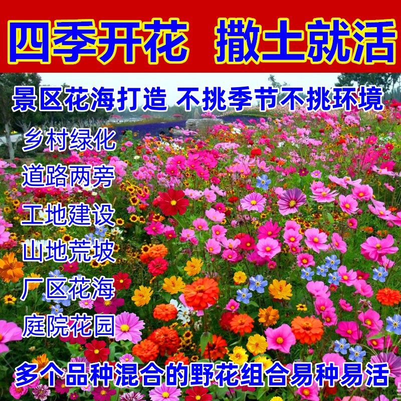 四季播种野花组合花种子花海打造