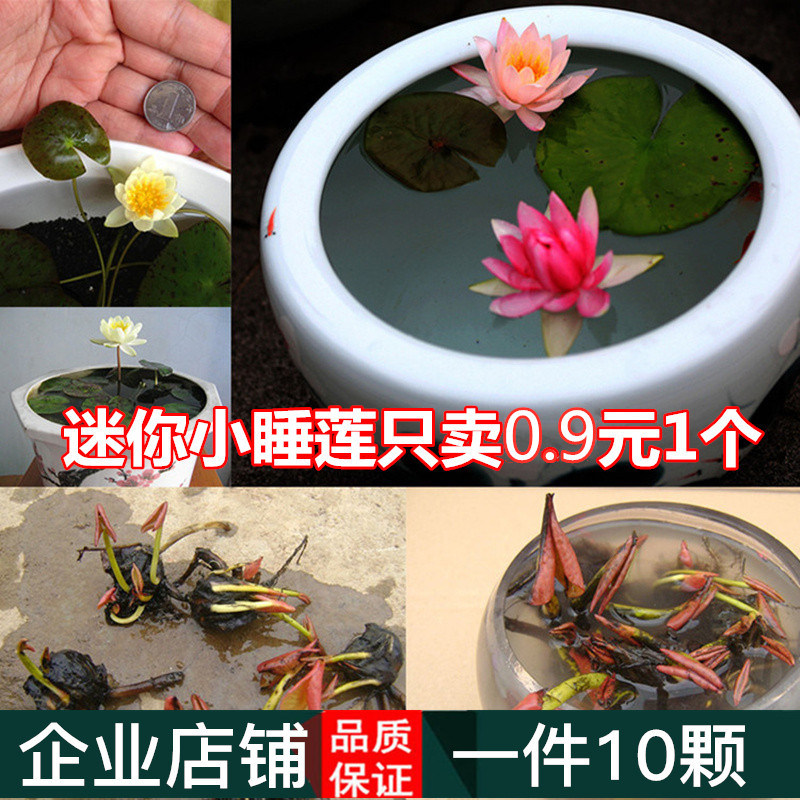 带芽水养迷你睡莲块根花苗易活池塘绿植阳台盆栽水生花卉水培植物