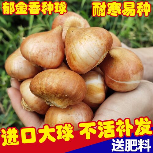 耐寒易活郁金香种球盆栽花卉