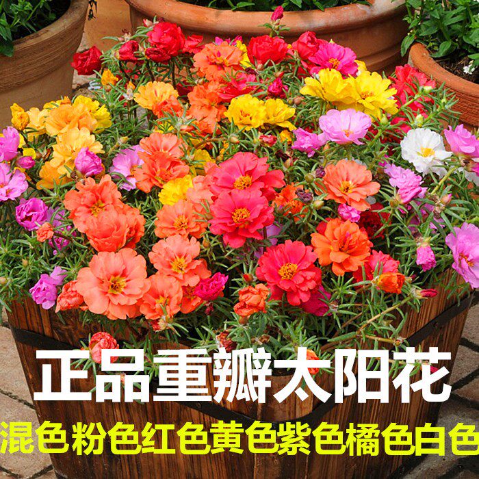 满天星波斯菊易活种子
