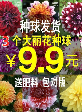 9.9元发3颗大丽花种球