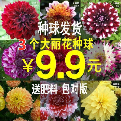9.9元发3颗大丽花种球