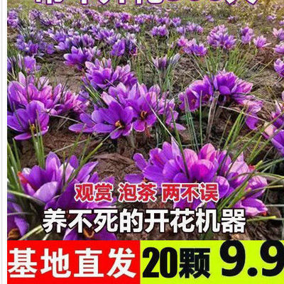 藏红花种球药用泡茶养生盆栽