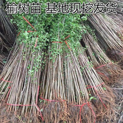 榆钱树苗速生榆树苗庭院种植苗木榆钱J树苗榆树小苗可食用榆树