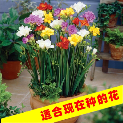 浓香型香雪兰种球秋季
