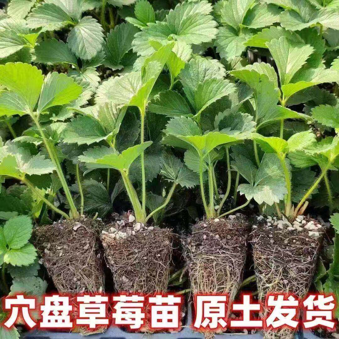 新苗秧穴盘苗四季奶油草莓带土苗红颜奶油草莓盆栽南方种植脱毒苗