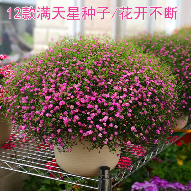 满天星花种子易活绿植图片