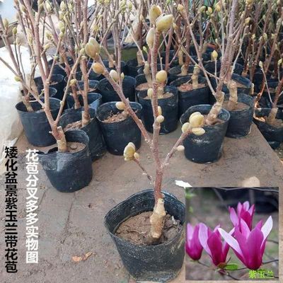 矮化紫玉兰苗盆栽易活
