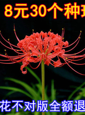 盆栽植物彼岸花种球盆栽曼耐寒珠沙华种球石蒜花种球花卉春秋播种