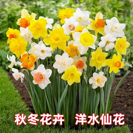 百花缘冬春洋水仙重瓣洋水仙