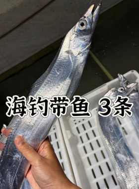 当天海钓冰鲜发货 舟山海钓带鱼小眼睛带鱼 非冷冻 新鲜海鲜钓带