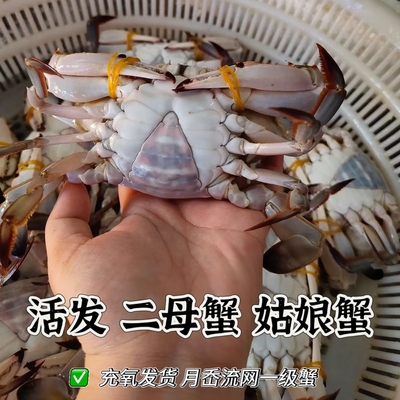 小娘蟹梭子蟹舟山鲜活大超大特大二母蟹公蟹海螃蟹海鲜飞蟹包肥