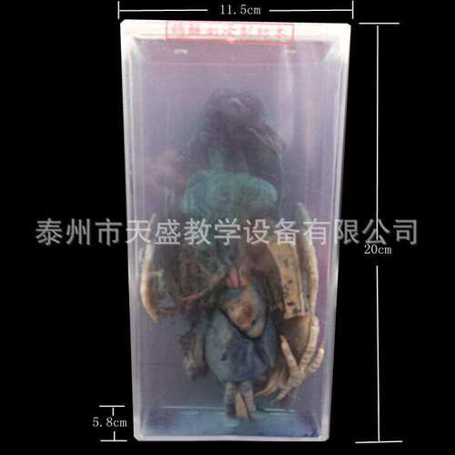 标本鸽43004浸制生物教学鸽43004模型解剖模型