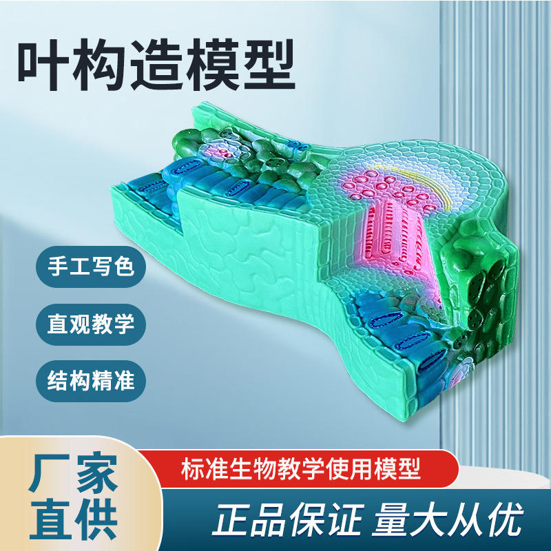 叶构造模型生物教学植物实验模型33006器材教学仪器解剖展示仪器