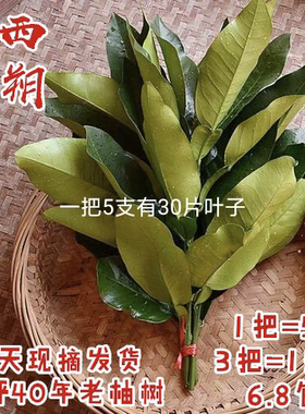 广西阳朔沙田柚叶子 糍粑叶垫现摘新鲜柚子叶 祈福转运洗头去晦气