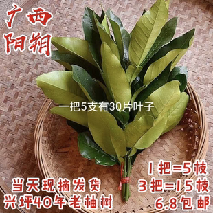广西阳朔沙田柚叶子 糍粑叶垫现摘新鲜柚子叶 祈福转运洗头去晦气