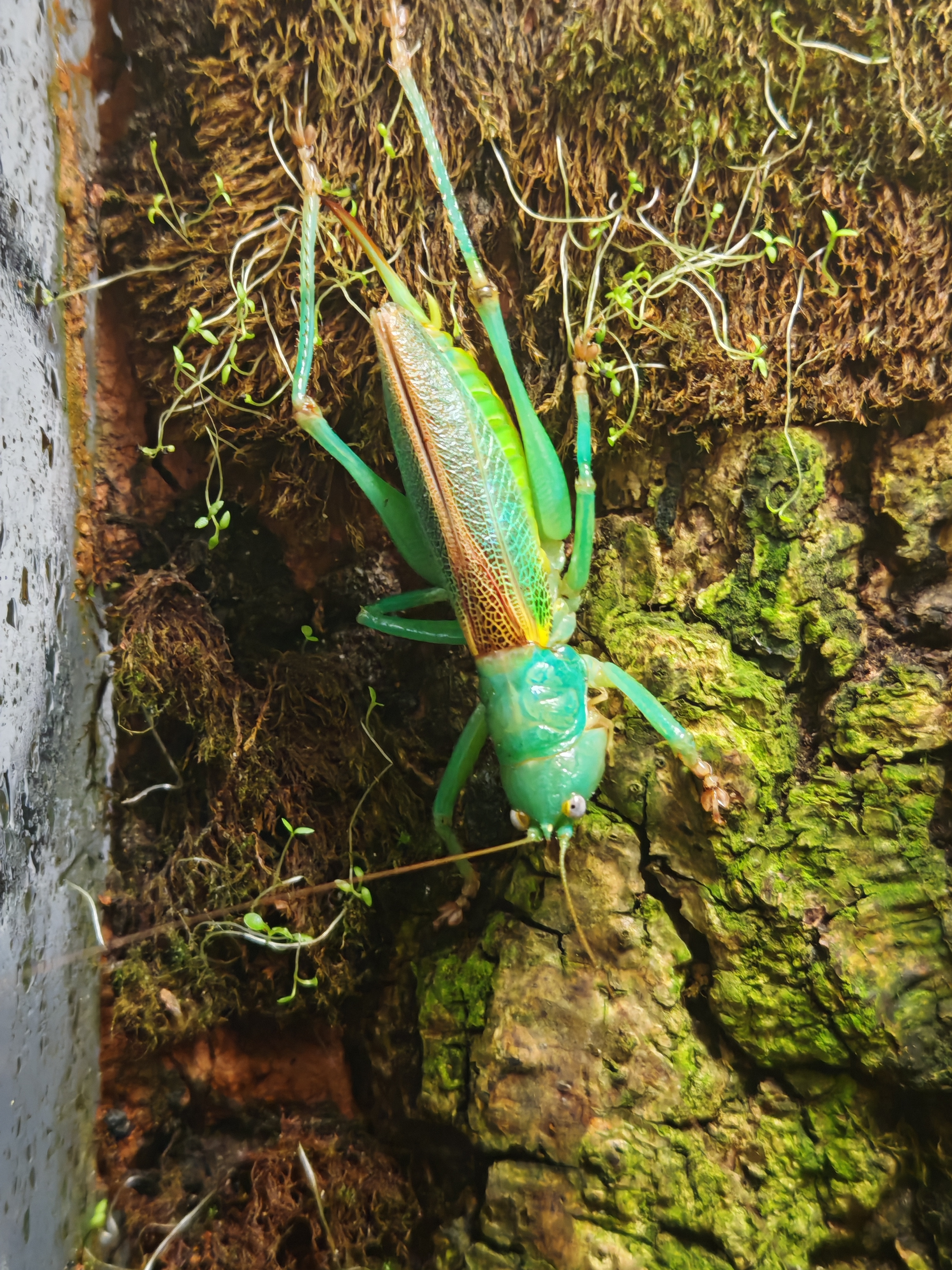 古氏短尾螽Goodangarkia brevicerca高颜值昆虫桌面螽斯高分摄影