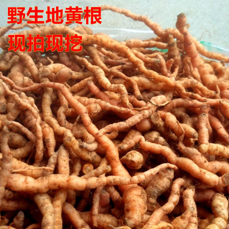 野生新鲜生地黄精选深山鲜地黄根菊花心包邮现挖促销500g中药材
