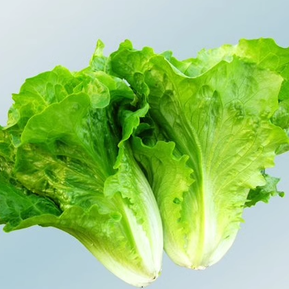 本地生菜 新鲜 意大利生菜 莴苣叶生菜500克江浙沪满五件顺丰包邮