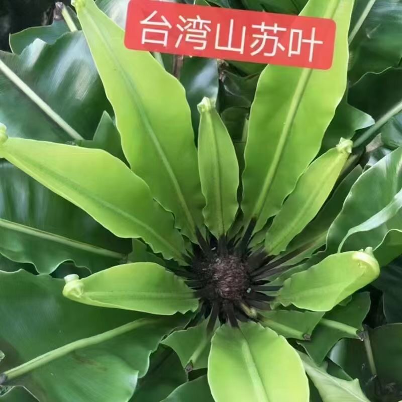 新鲜台湾山苏菜 山苏叶酒店特色菜