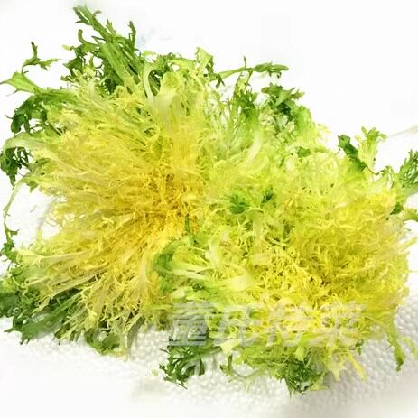 新鲜黄心苦叶 苦菊 九芽 蜘蛛菜心500克浙江沪五件顺丰包邮沙拉菜