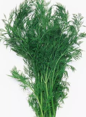 新鲜莳萝草 泰国香料 Dill 刁草 土茴香250g 江浙沪6件包邮